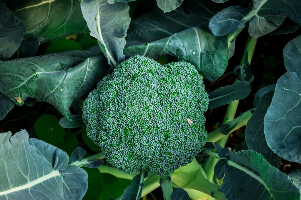 Shutterstock / biplane_desire