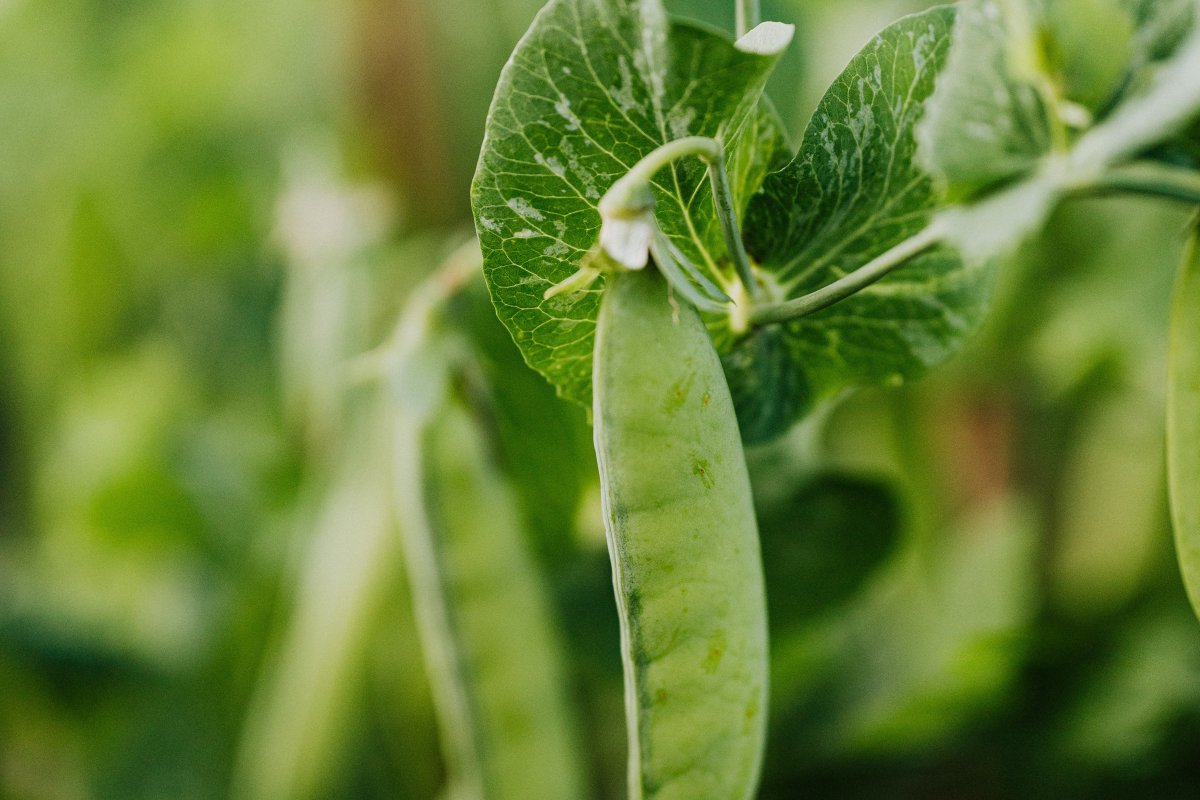 Foto von Karolina Grabowska von Pexels