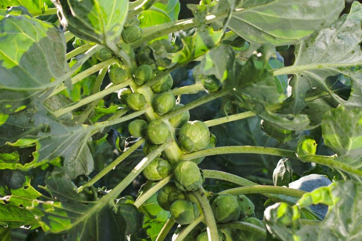 Flora Press/Meyer-Rebentisch